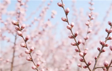 今日惊蛰 | 春“鲜”正当食，一口吃春去