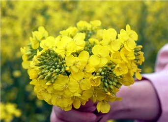 清明赏春指南！长康万亩油菜花开了~